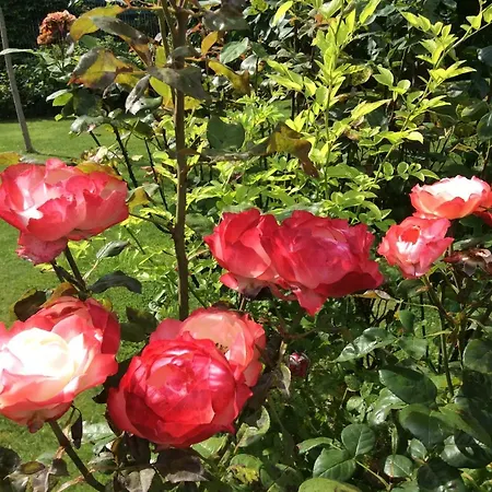 Bed & Breakfast Les D'oriane 4*
